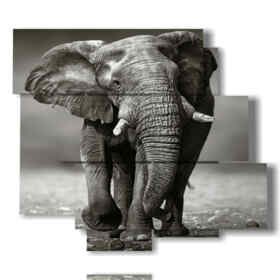 Vmwieo Quadri Componibili Animali Elefante Quadro Moderno