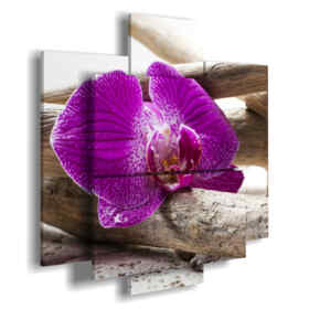Comprar Cuadro Orquídeas - Cuadros Baratos Comedor