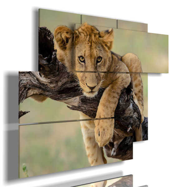 Tableau Photo Lion au Kenya - Déco entreprise - Editions du curieux